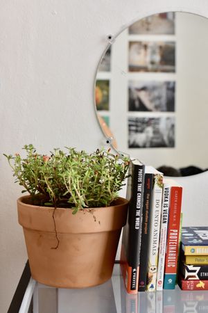 Library  at Casa Animal Antiespecista in Playa Del Carmen