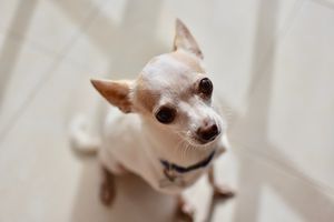 We welcome everyone 🙌🏻 at Casa Animal Antiespecista in Playa Del Carmen