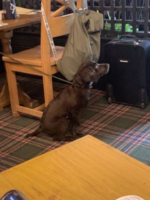 Spaniel!  at Slanj in Arrochar