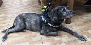 Rex ❤️ at Soul - Alimentação Saudável e do Bem in Braga