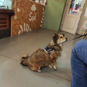 Teco aprovou o lugar pois além de vegan ainda é pet friendly ❤️🐶 #Veganuary at Soul - Alimentação Saudável e do Bem in Braga