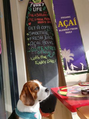 Be kind to every kind at Funky Pies in Bondi Beach