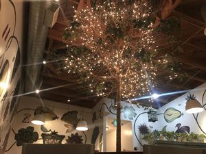 Living tree and plants under skylights.  at Real Food Daily in West Hollywood