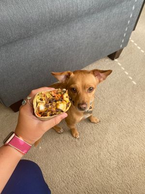 Vegan breakfast burrito with no cashew cream (dog for size reference (and cuteness)) at Breakfast Republic in Irvine