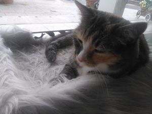  at The Coffee Cat in Almere