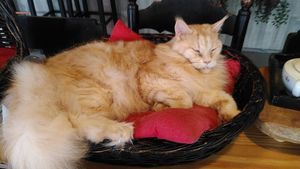  at The Coffee Cat in Almere