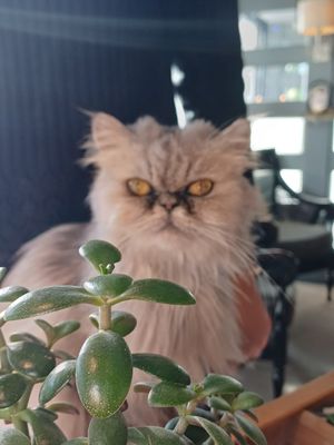  at The Coffee Cat in Almere