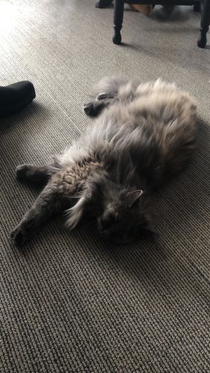 Pretty biy! at The Coffee Cat in Almere