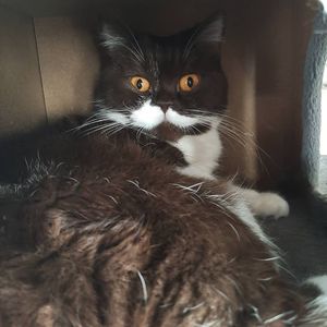 The cutest! at The Coffee Cat in Almere