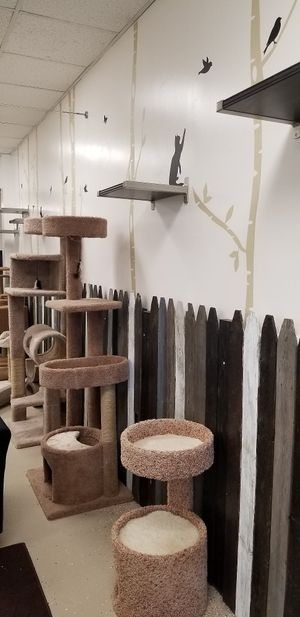 Cat area at A Kitten Kadoodle in Selden