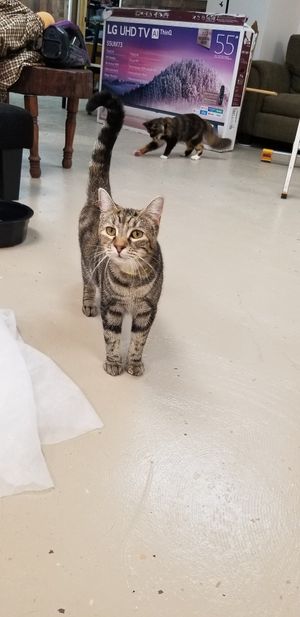 Cats! at A Kitten Kadoodle in Selden