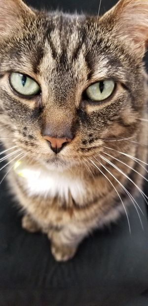 🐈🐱 at A Kitten Kadoodle in Selden