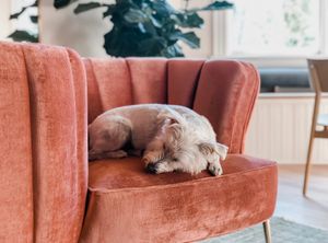 Doggies welcome at Dreamers by DW in Wilmington