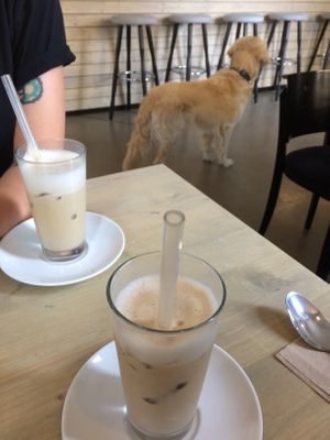 oat milk lattes and Mahalo owner's dog  at Schön Klar  in Mannheim