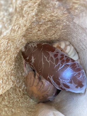 Pan Haul  at Libres X Siempre in Mexico City