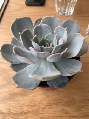 Succulent at Soul Sante in Dubai