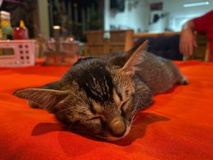  at P & T Hostel in Koh Samui