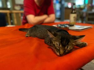  at P & T Hostel in Koh Samui