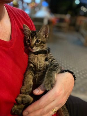  at P & T Hostel in Koh Samui