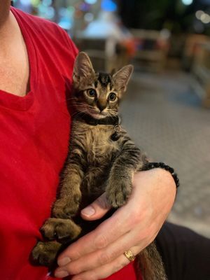  at P & T Hostel in Koh Samui