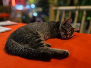  at P & T Hostel in Koh Samui