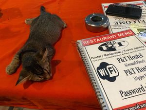  at P & T Hostel in Koh Samui