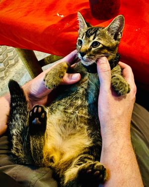 Ya-Ya at P & T Hostel in Koh Samui