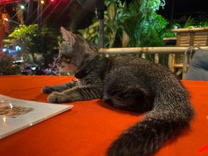  at P & T Hostel in Koh Samui