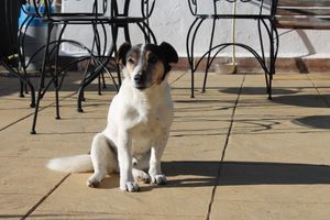 Dog of the owners at Casa Arts in Malaga