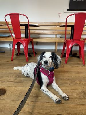 Mabel approved.   at Bad Girls Bakery Cafe in Muir Of Ord