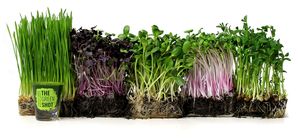 Local organic microgreens are great for salads, sandwiches, juices and smoothies and are the babies of the plant known to have 40 times the nutrients as their adult plant. at Perfect Foods in Goshen