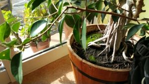 tree at Greens Vegetarian Dishes in Osaka