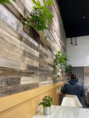 healthy, happy plants   at Hummus Republic in Burbank