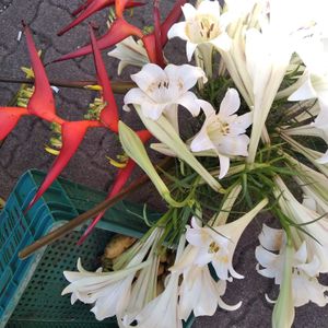 Também tem flores at Feira Ecologica do Bairro Auxiliadora in Porto Alegre