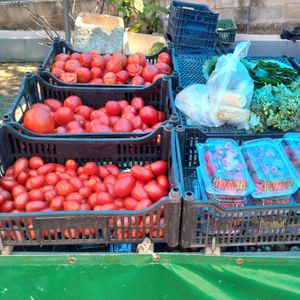 Tomates at Feira Ecologica do Bairro Auxiliadora in Porto Alegre