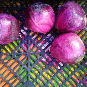 Preços acessíveis para produtos de qualidade at Feira Ecologica do Bairro Auxiliadora in Porto Alegre