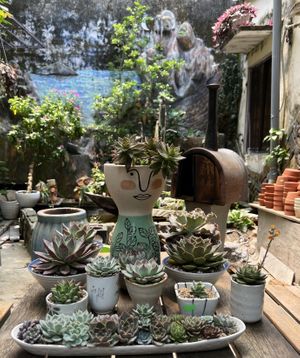 Serene Succulent Garden  at Phin Coffee in Hoi An