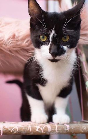 Meet Puck at Shakespaw Cat Cafe in Stratford-upon-avon