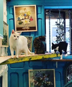The Kitties love the Ladders  at Shakespaw Cat Cafe in Stratford-upon-avon