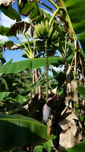 Fresh on-site bananas at Ghan Eden in Belmopan