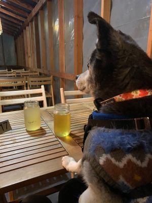 Cozy patio (dog-friendly) at Fermenter in Portland