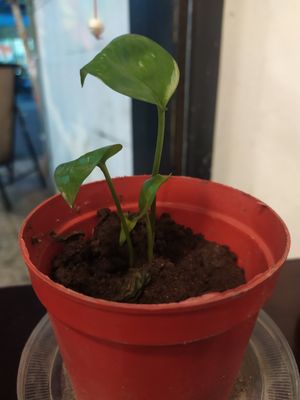 I visited the restaurant from the suggestion of a Russian vegan girl. She recommended many food especially burrito but I forgot to ordered it T_T It is sad that I cannot eat with h at Filthy Vegan in Ho Chi Minh City