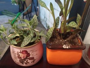 I visited the restaurant from the suggestion of a Russian vegan girl. She recommended many food especially burrito but I forgot to ordered it T_T It is sad that I cannot eat with h at Filthy Vegan in Ho Chi Minh City