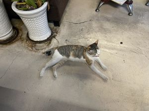 Snowflake the restaurant cat   at Filthy Vegan in Ho Chi Minh City