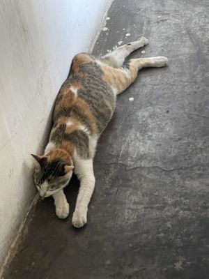 Snowflake working hard   at Filthy Vegan in Ho Chi Minh City