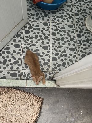 New staff   at Filthy Vegan in Ho Chi Minh City