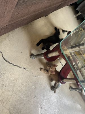 New waiters   at Filthy Vegan in Ho Chi Minh City