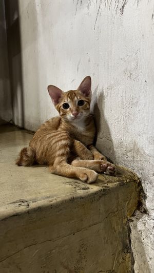 Cute cats!!! 🐱🖤  at Filthy Vegan in Ho Chi Minh City