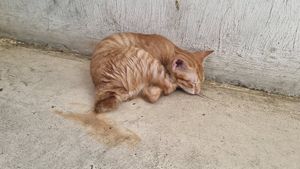 Sleepy Kitten at Filthy Vegan in Ho Chi Minh City