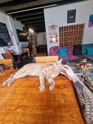 The cat is not in the menu tho at Filthy Vegan in Ho Chi Minh City